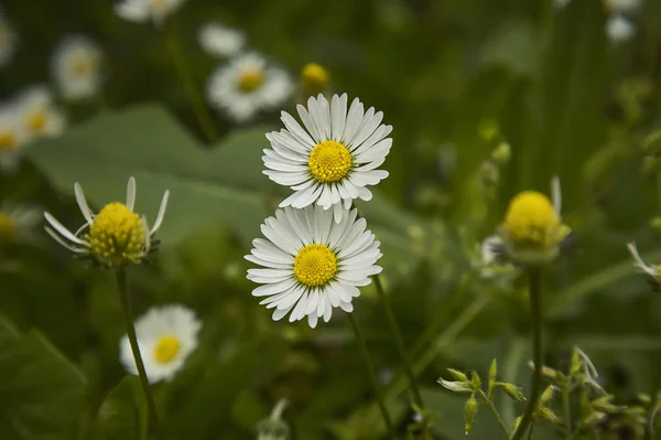 Zwei Gänseblümchen Blühen Eine Explosion Von Farben Und Details Einer — Stockfoto