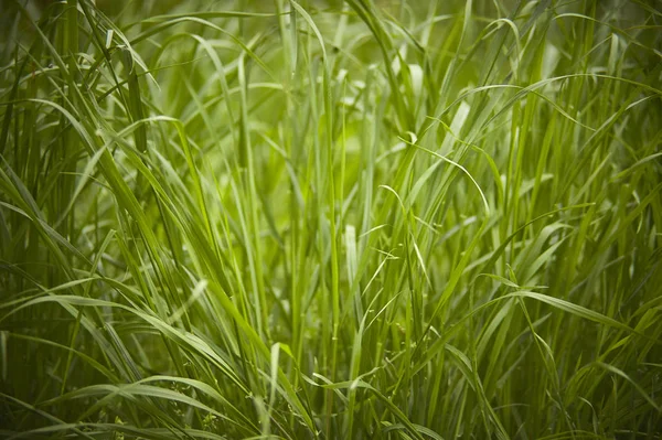 Fechar Monte Grama Crescimento Exuberante Período Primavera — Fotografia de Stock