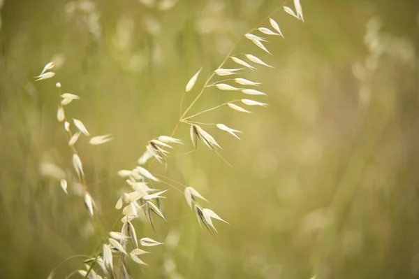 Fios Ventosos Detalhe Macro Que Evoca Melancolia Reflexão — Fotografia de Stock