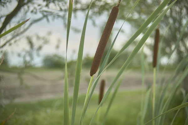 Tifa Latifolia 이탈리아 우기와 지역의 전형적인 연못에서 촬영의 — 스톡 사진