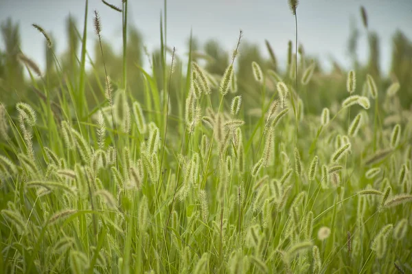 Roślinność Trawa Typowe Dla Obszarów Upierzenie Dolinie Padu Włoszech Szczegół — Zdjęcie stockowe