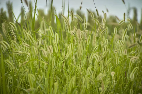 Vegetação Grama Típica Das Áreas Plumagem Vale Itália Detalhe Raízes — Fotografia de Stock