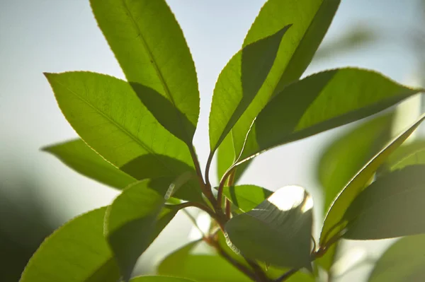 Detalle Algunas Hojas Bajo Aumento Una Lente Macro Las Venas — Foto de Stock