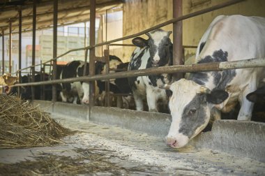 Ön planda bir buzağı ile buzağılar yetiştirme ile organik yem üzüntü. Islah et üretimi için.