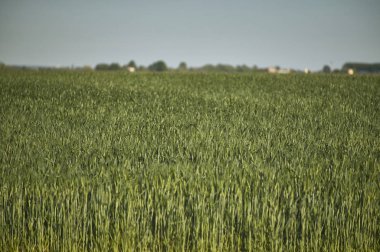 Kulakları ve arpa bitkilerin ekimi bir çiftlikte bir alanda. Bir alanda arpa doku. Arpa tarımı