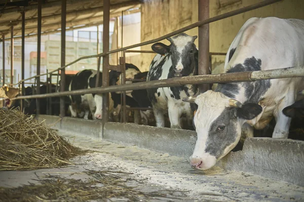 Raising Calves Calf Foreground Saddened Organic Feed Breeding Meat Production — Stock Photo, Image