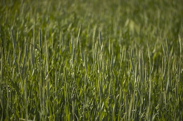 Wheat Field Many Ears Ripening Still Green Wheat Italian Cultivation — Stock Photo, Image