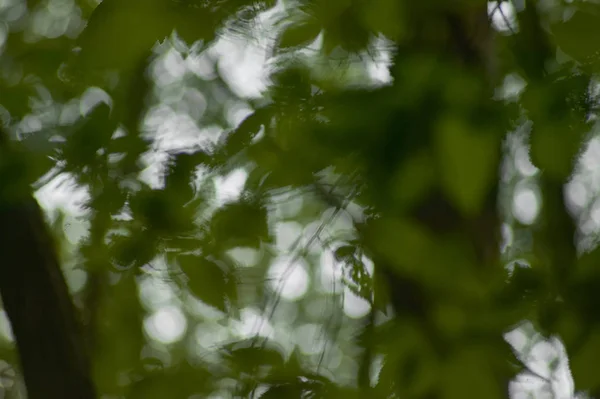 Velké Množství Listí Stromu Zářící Zespodu Rozmazané Pohled Opilý Člověk — Stock fotografie