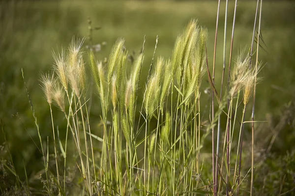 在农村地区种植附近的自发谷物的耳朵 这个知名的植物或食物的宏伟细节 — 图库照片