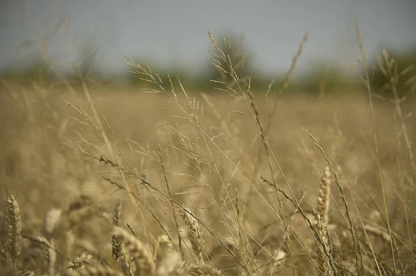 Herbe Mauvaises Herbes Dans Une Culture Orge Qui Enlève Nourriture — Photo