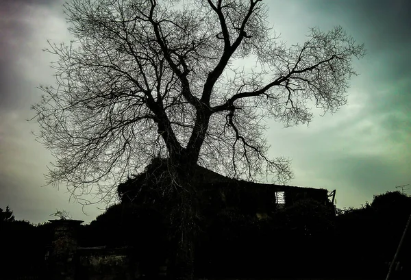 Secular Tree Winter Immersed Abandoned Place Full Ruins Remains Bombing — Stock Photo, Image