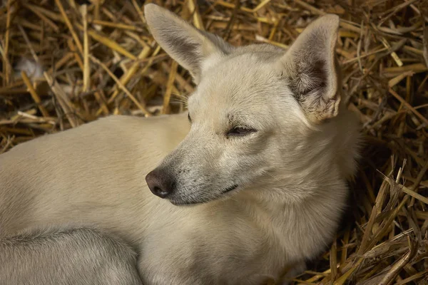 Cucciolo Cane Nel Montone Che Riposa Comodo Caldo Pagliaio Guardando — Foto Stock