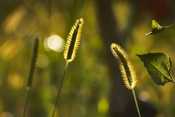 Dos Orejas Hilos Herbáceos Hojas Secas Macro Disparo Contraluz Atardecer — Foto de Stock