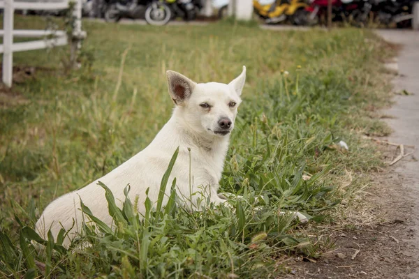 Cagnolino Che Gioca Nell Erba Una Pila — Foto Stock