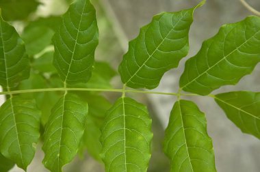 Bahar çok yüksek ayrıntı düzeyine sahip, genç yaprakları ile küçük dal