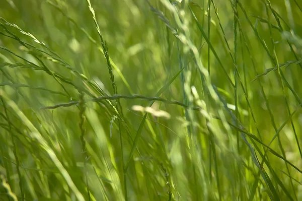 Sadece Bir Doku Makro Ile Çim Bıçaklarının Baskın Yeşil Renk — Stok fotoğraf