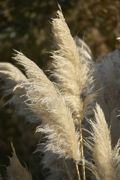 Detalhe Pena Planta Grama Pampas — Fotografia de Stock