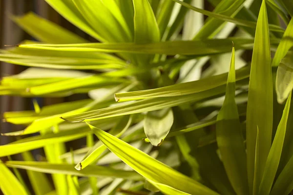 Mooie Achtergrond Met Een Succulente Installatie Voor Sier Gebruik Met — Stockfoto