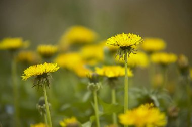 İki dandelions yeşil çim