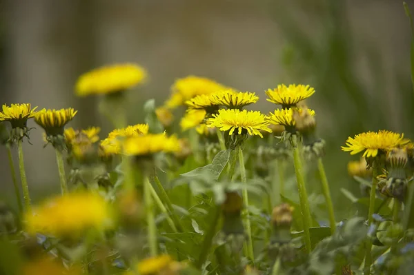 Group Dandelions Garden Bloom Again Spring Mixed Middle Remaining Vegetation — Stock Photo, Image