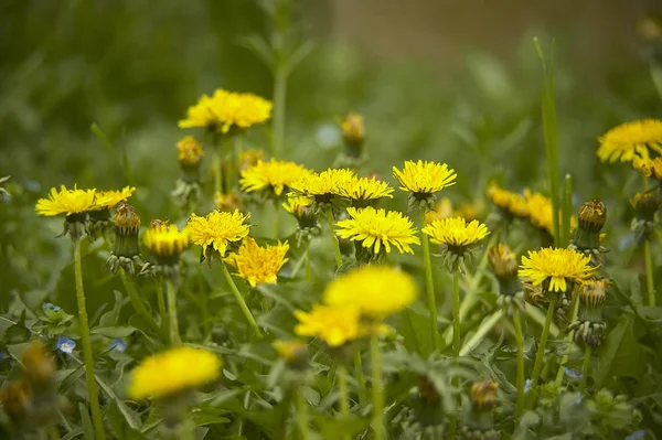 Group Dandelions Garden Bloom Again Spring Mixed Middle Remaining Vegetation — Stock Photo, Image