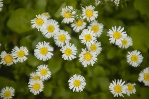 Textur Weißer Blüten Oder Gänseblümchen Einem Garten Frühling Makroaufnahme Mit — Stockfoto