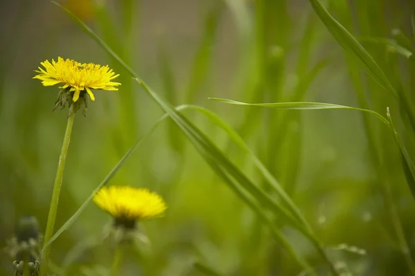 Single Dandelion Blades Grass Macro Shot Green Background — Stock Photo, Image