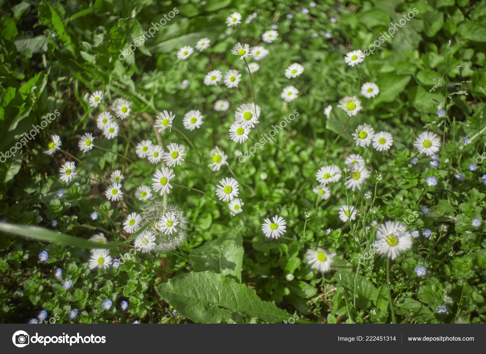 Garden Covered Daisies Bloomed Spring Illuminated Warm Spring Sun
