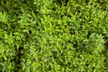 Çok sayıda yaprak, yeşil yapraklı doku, yapraklar....