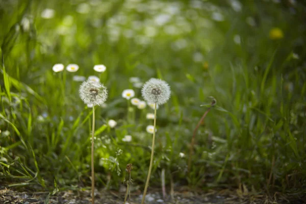 Dandelion in its phase of infructiscence in which it turns into a flower made from quilts that fly away with the wind to give life to new flowers.