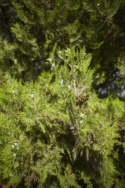 Detail Texture Pine Tree Illuminated Spring Sunlight — Stock Photo, Image