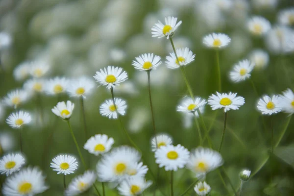 Textur Von Gänseblümchen Auf Einer Wiese Frühling Bild Mit Bokeh — Stockfoto