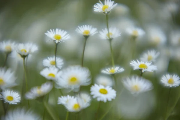Bokeh Weißer Blumen Auf Grünem Hintergrund Ein Beispiel Dafür Wann — Stockfoto