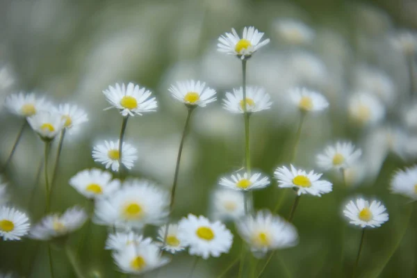 Gänseblümchen Auf Der Frühlingswiese Mit Bokeh Effekt Und Leichtem Nebel — Stockfoto