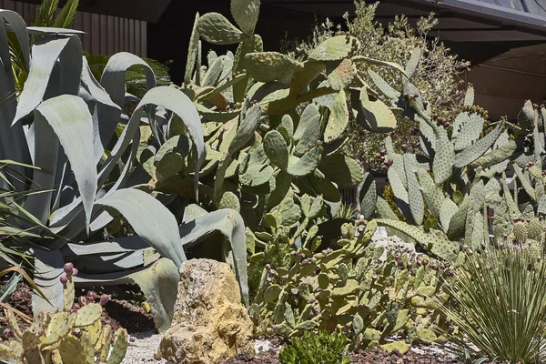 Kaktus Tanaman Berlemak Digunakan Sebagai Hiasan Sarang Nevada Tanaman Berminyak — Stok Foto