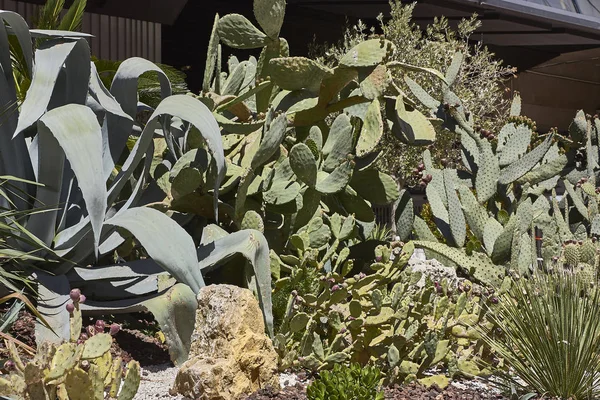 Cactus Plante Grasse Utilisé Comme Ornement Sur Nid Dans Nevada — Photo