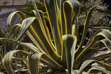 Kaktüs, Yağlı bitkiler, Nevada'da bir yuva üzerinde süs olarak kullanılan. Yağlı bitki