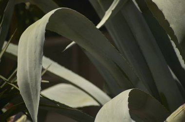 Flowerbed Aloe tesisi de dahil olmak üzere çeşitli Yağlı bitkiler ile.