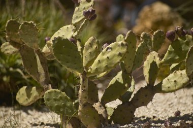 Ayrıntıları ve detayları iğneler çok görünür olan bazı kaktüsler detay.