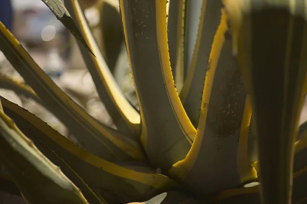 Detail Very Colorful Colorful Greasy Plant Typical Desert Areas — Stock Photo, Image