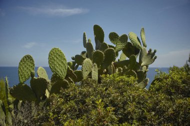 Dikenli armutların silueti Akdeniz bitkisine batırılmış arka planda gökyüzü.