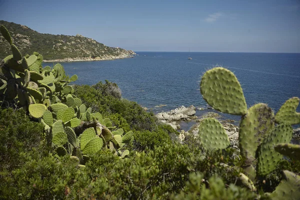Sardinya 'nın güney sahillerinde yetişen bazı dikenli armutlar mavi denizde birleşir..