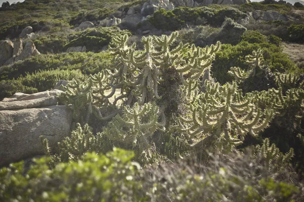 Средиземноморское Суккулентное Растение Типичное Южного Побережья Сардинии — стоковое фото