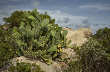 İnciri bitki Sardunya olan güneydeki hills kayaların arasında vahşi büyür.
