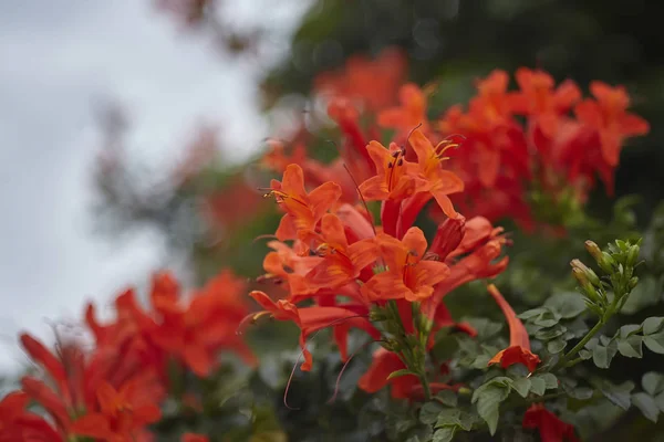 庭の緑の葉から飛び出る赤い花の詳細 — ストック写真