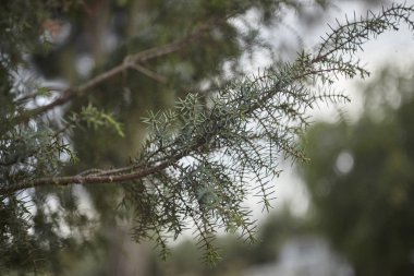 Akdeniz çalılarının tipik bir çam ağacının iğneleriyle filizin detayları.