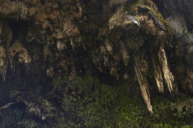 Sardunya 'nın göbeğindeki Sa Stiddiosa' nın doğal damlalarının yosun ve mikro bitki örtüsüyle kaplı kayalık duvarın detayları..