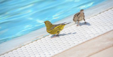 Renkli kuşlar havuzun kenarında su içmeye çalışıyorlar..