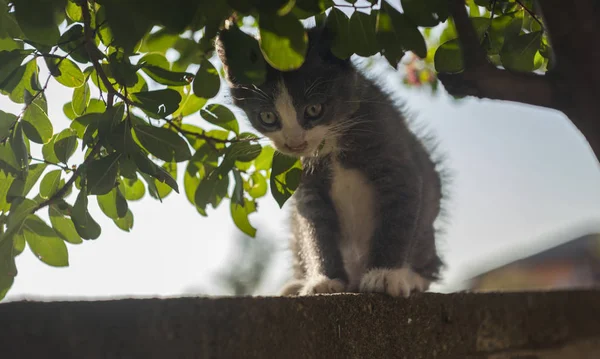 Petit Petit Petit Chat Plongé Dans Les Feuilles Végétation Environnante — Photo