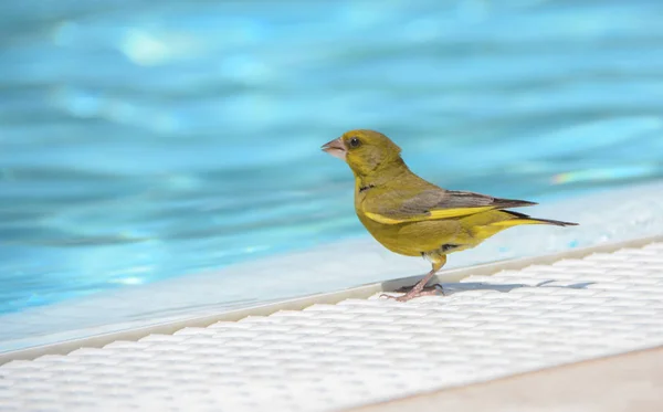 Buntes Vögelchen Beim Wassertrinken Rande Eines Swimmingpools — Stockfoto